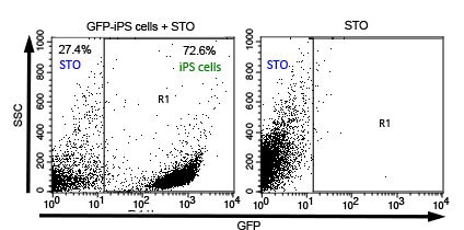 Feeder cells present in donor cells