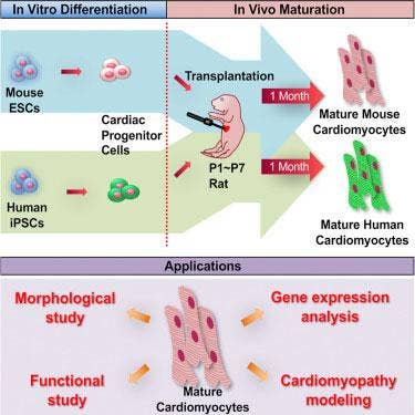 Bioincubation of Human Cardiomyocytes