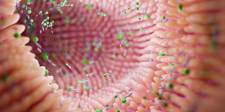 Microbiome intestine factories and microbiota.