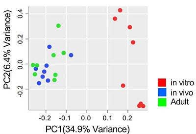 Cluster Analysis of Gene Expression in Vitro in Vivo and Adult