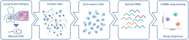 Lung cancer immunotherapy process diagram