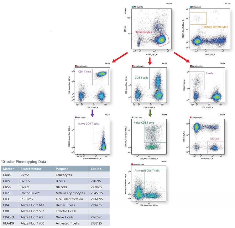 10-color Phenotyping of Human TBNK
