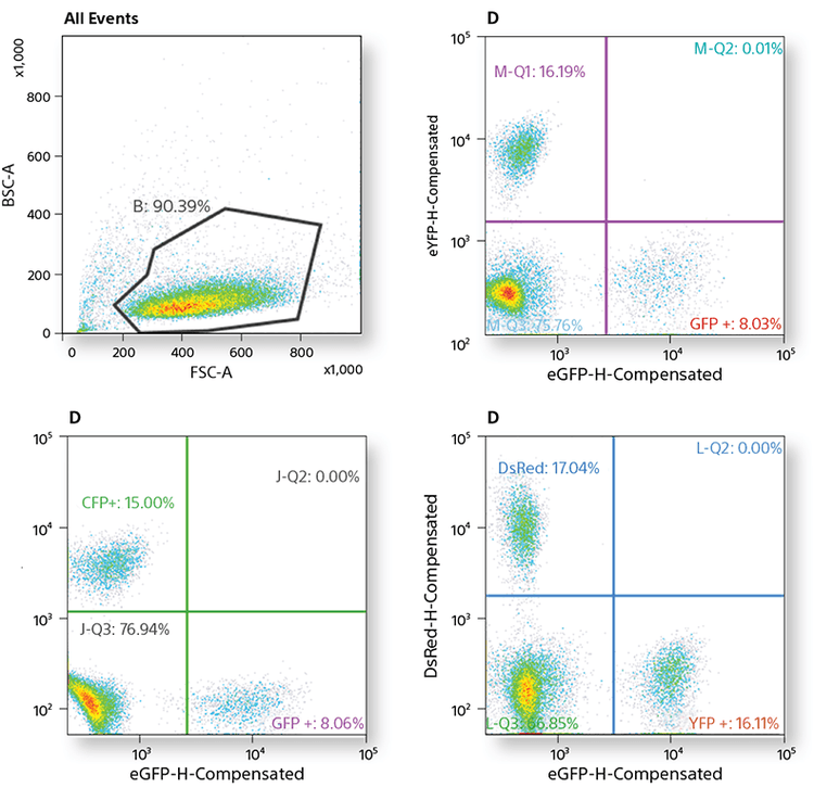 fluorescent protein analysis