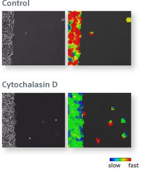 HeLa cells demonstrate the migration assay capabilities of the SI8000. The speed of migration under control conditions (top) and heat map of cellular motion where relatively fast speeds are represented by red and slow speeds by blue (right). Cellular migration slows in response to Cytochalasin D (anti-cancer agent) (bottom).