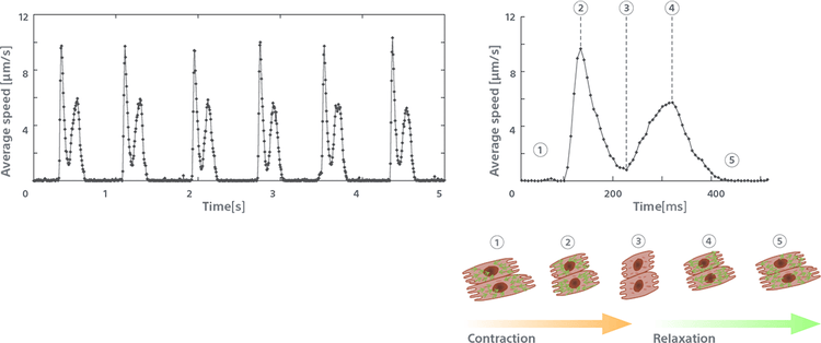 SI8000-applications-cardio-model-contractile-beat-profile