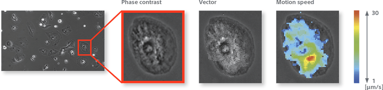 SI8000-applications-cardio-model-contractile-motion-vectors