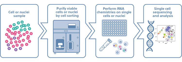 Single cell sorting workflow diagram