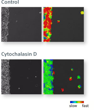 HeLa cells demonstrate the migration assay capabilities of the SI8000. The speed of migration under control conditions (top) and heat map of cellular motion where relatively fast speeds are represented by red and slow speeds by blue (right). Cellular migration slows in response to Cytochalasin D (anti-cancer agent) (bottom).